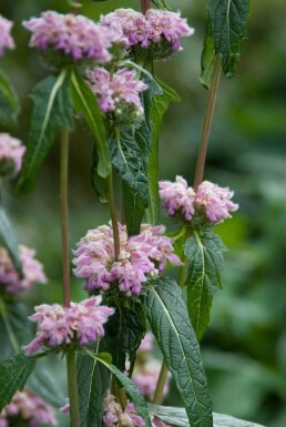 Knoldet løvehale Phlomis tuberosa 5-10 potte P9