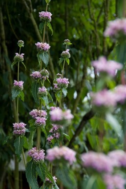 Phlomis tuberosa Röd lejonsvans 5-10 i kruka P9