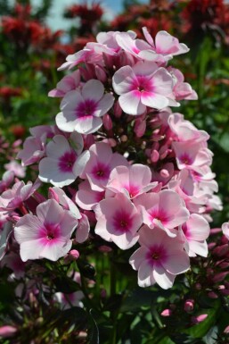 Phlox paniculé Phlox paniculata 'Bright Eyes' 5-10 Pot 9x9 cm (P9)