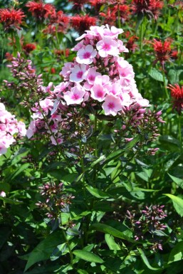 Høstfloks Phlox paniculata 'Bright Eyes' 5-10 potte P9