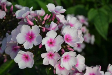 Phlox paniculata 'Bright Eyes' Höstflox 5-10 i kruka P9