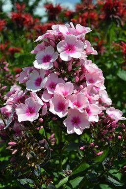 Phlox paniculata 'Bright Eyes' Höstflox 5-10 i kruka P9