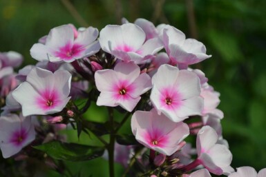 Vlambloem Phlox paniculata 'Bright Eyes' 5-10 Pot P9