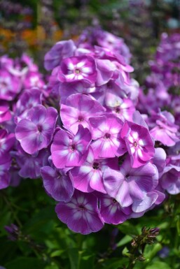 Høstfloks Phlox paniculata 'Laura' 5-10 potte P9