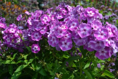 Vlambloem Phlox paniculata 'Laura' 5-10 Pot P9