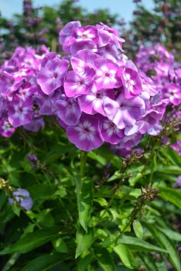 Høstfloks Phlox paniculata 'Laura' 5-10 potte P9