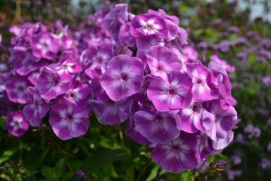 Vlambloem Phlox paniculata 'Laura' 5-10 Pot P9