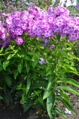 Vlambloem Phlox paniculata 'Laura' 5-10 Pot P9