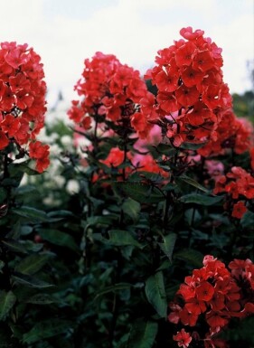 Høstfloks Phlox paniculata 'Starfire' 5-10 potte P9