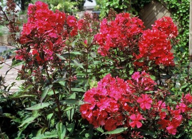 Phlox paniculata 'Starfire' Höstflox 5-10 i kruka P9