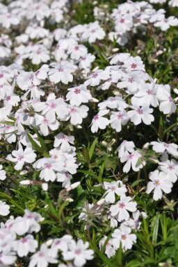 Lyngfloks Phlox subulata 'Amazing Grace' 5-10 potte P9