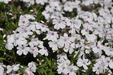 Lyngfloks Phlox subulata 'Amazing Grace' 5-10 potte P9