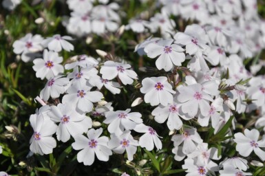 Lyngfloks Phlox subulata 'Amazing Grace' 5-10 potte P9