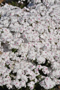 Lyngfloks Phlox subulata 'Amazing Grace' 5-10 potte P9