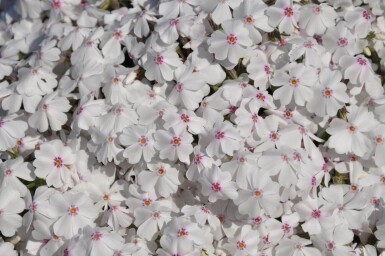 Lyngfloks Phlox subulata 'Amazing Grace' 5-10 potte P9