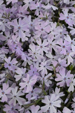 Polster-Phlox Phlox subulata 'Emerald Cushion Blue' 5-10 Topf 9x9 cm (P9)