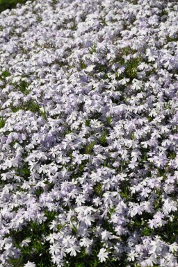 Polster-Phlox Phlox subulata 'Emerald Cushion Blue' 5-10 Topf 9x9 cm (P9)