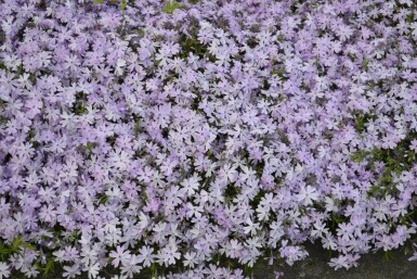 Polster-Phlox Phlox subulata 'Emerald Cushion Blue' 5-10 Topf 9x9 cm (P9)