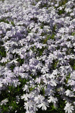 Polster-Phlox Phlox subulata 'Emerald Cushion Blue' 5-10 Topf 9x9 cm (P9)