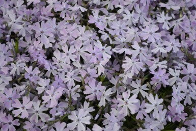 Polster-Phlox Phlox subulata 'Emerald Cushion Blue' 5-10 Topf 9x9 cm (P9)