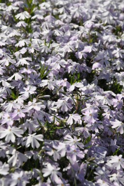 Polster-Phlox Phlox subulata 'Emerald Cushion Blue' 5-10 Topf 9x9 cm (P9)