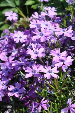 Phlox subulé Phlox subulata 'Purple Beauty' 5-10 Pot 9x9 cm (P9)