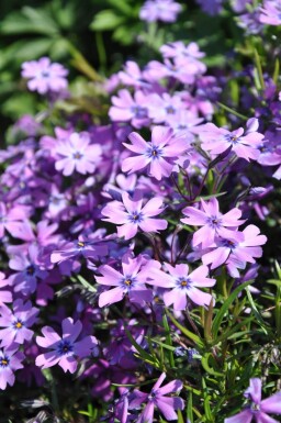 Phlox subulé Phlox subulata 'Purple Beauty' 5-10 Pot 9x9 cm (P9)