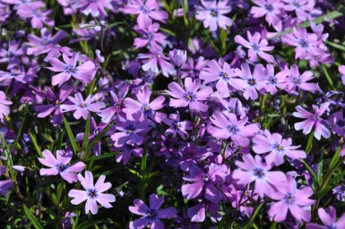 Phlox subulé Phlox subulata 'Purple Beauty' 5-10 Pot 9x9 cm (P9)