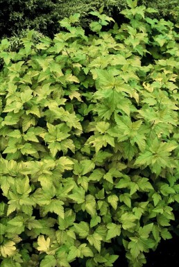 Physocarpe à feuilles d'obier Physocarpus opulifolius 'Dart's Gold' Arbuste 30-40 Pot 2,5 l (C2,5)