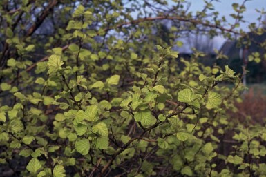 Physocarpe à feuilles d'obier Physocarpus opulifolius 'Dart's Gold' Arbuste 30-40 Pot 2,5 l (C2,5)