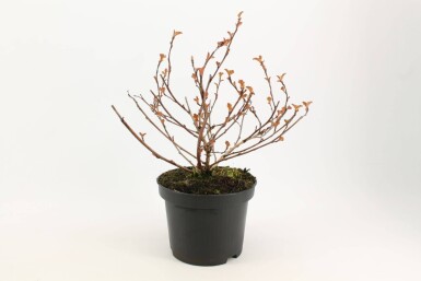 Dunkelrote Blasenspiere Physocarpus opulifolius 'Diabolo' Strauch 30-40 Topf 3 ltr. (C3)