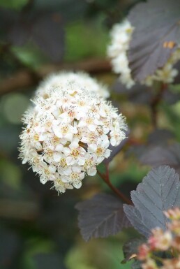 Physocarpus opulifolius 'Diabolo' Smällspirea buske 30-40 i kruka C3