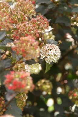 Dunkelrote Blasenspiere Physocarpus opulifolius 'Diabolo' Strauch 30-40 Topf 3 ltr. (C3)