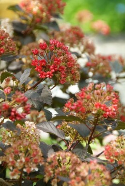 Dunkelrote Blasenspiere Physocarpus opulifolius 'Diabolo' Strauch 30-40 Topf 3 ltr. (C3)