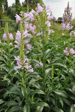 Garten-Gelenkblume Physostegia virginiana 'Bouquet Rose' 5-10 Topf 9x9 cm (P9)