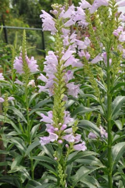 Garten-Gelenkblume Physostegia virginiana 'Bouquet Rose' 5-10 Topf 9x9 cm (P9)