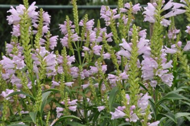 Physostegia virginiana 'Bouquet Rose' Drakmynta 5-10 i kruka P9