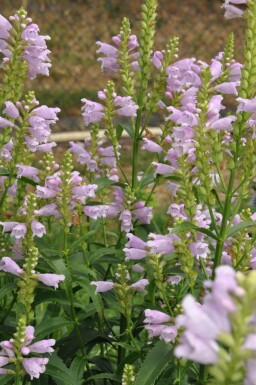 Drejeblomst Physostegia virginiana 'Bouquet Rose' 5-10 potte P9