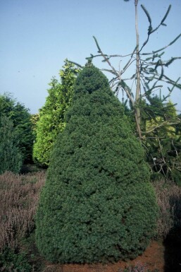 Picea glauca 'Conica Perfecta' Vitgran buske 20-30 i kruka C2