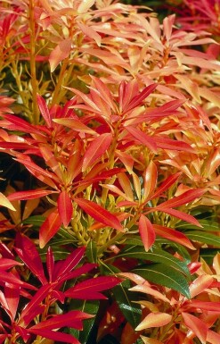 Lavendelheide Pieris 'Forest Flame' Struik 20-30 Pot C2