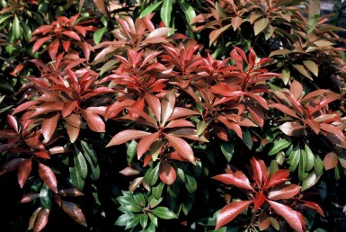 Japansk Pieris Pieris japonica 'Mountain Fire' busk 15-20 potte C2