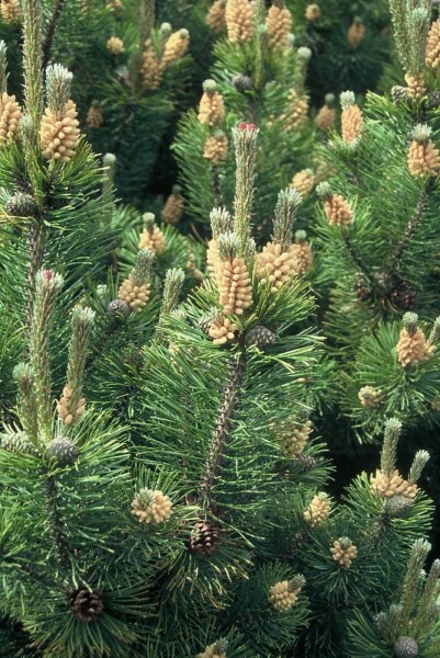 Pinus mugo