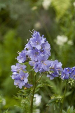 Polemonium caeruleum Blågull 15-20 i kruka P9