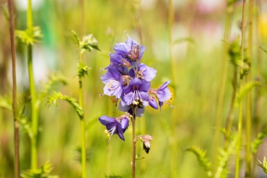 Polemonium caeruleum Blågull 15-20 i kruka P9