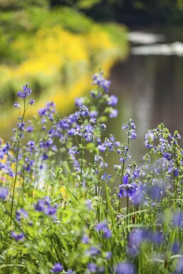 Polemonium caeruleum Blågull 15-20 i kruka P9