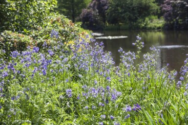 Almindelig jakobsstige Polemonium caeruleum 15-20 potte P9