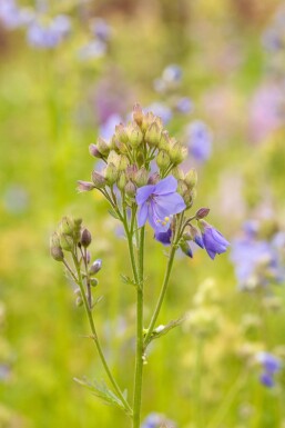 Almindelig jakobsstige Polemonium caeruleum 15-20 potte P9