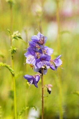 Jacobsladder Polemonium caeruleum 15-20 Pot P9