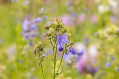 Almindelig jakobsstige Polemonium caeruleum 15-20 potte P9