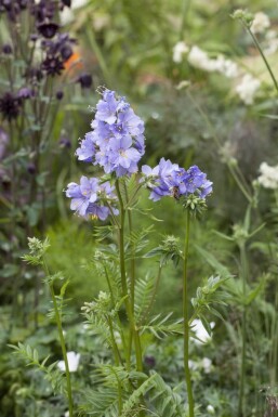 Almindelig jakobsstige Polemonium caeruleum 15-20 potte P9